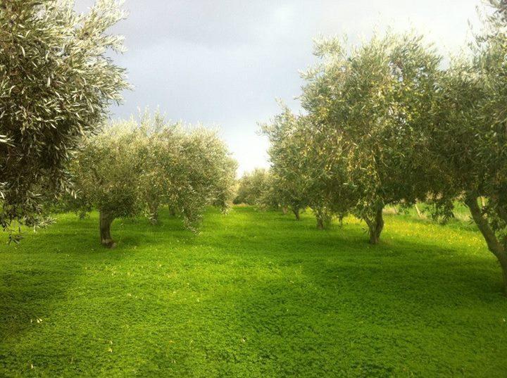 Agriturismo Ridocco 科莱奥内 外观 照片
