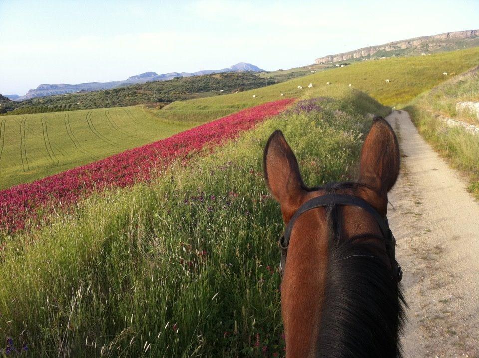 Agriturismo Ridocco 科莱奥内 外观 照片