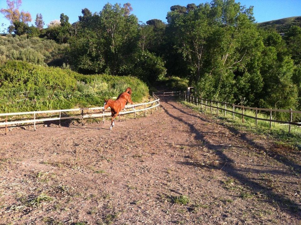 Agriturismo Ridocco 科莱奥内 外观 照片
